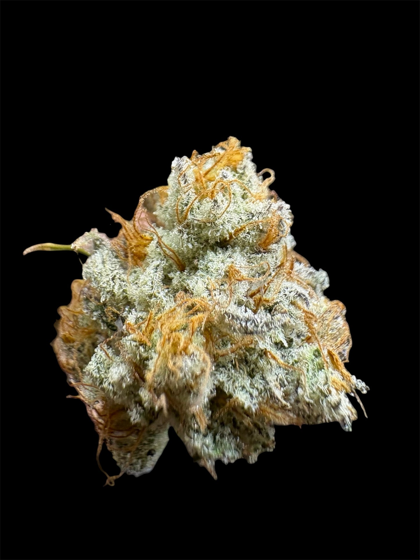 Elite Tier-Truffaloha #2