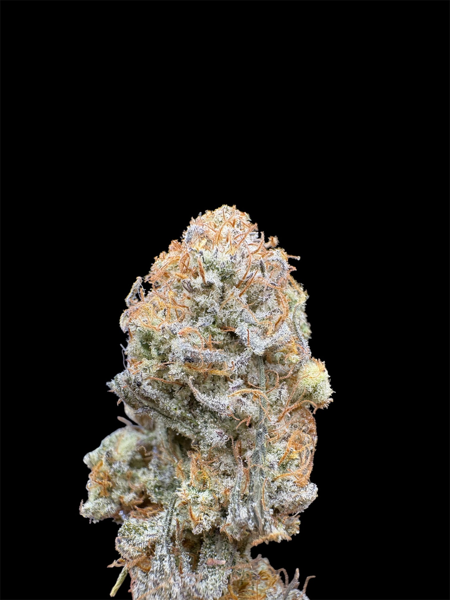Elite Tier-Truffaloha #2