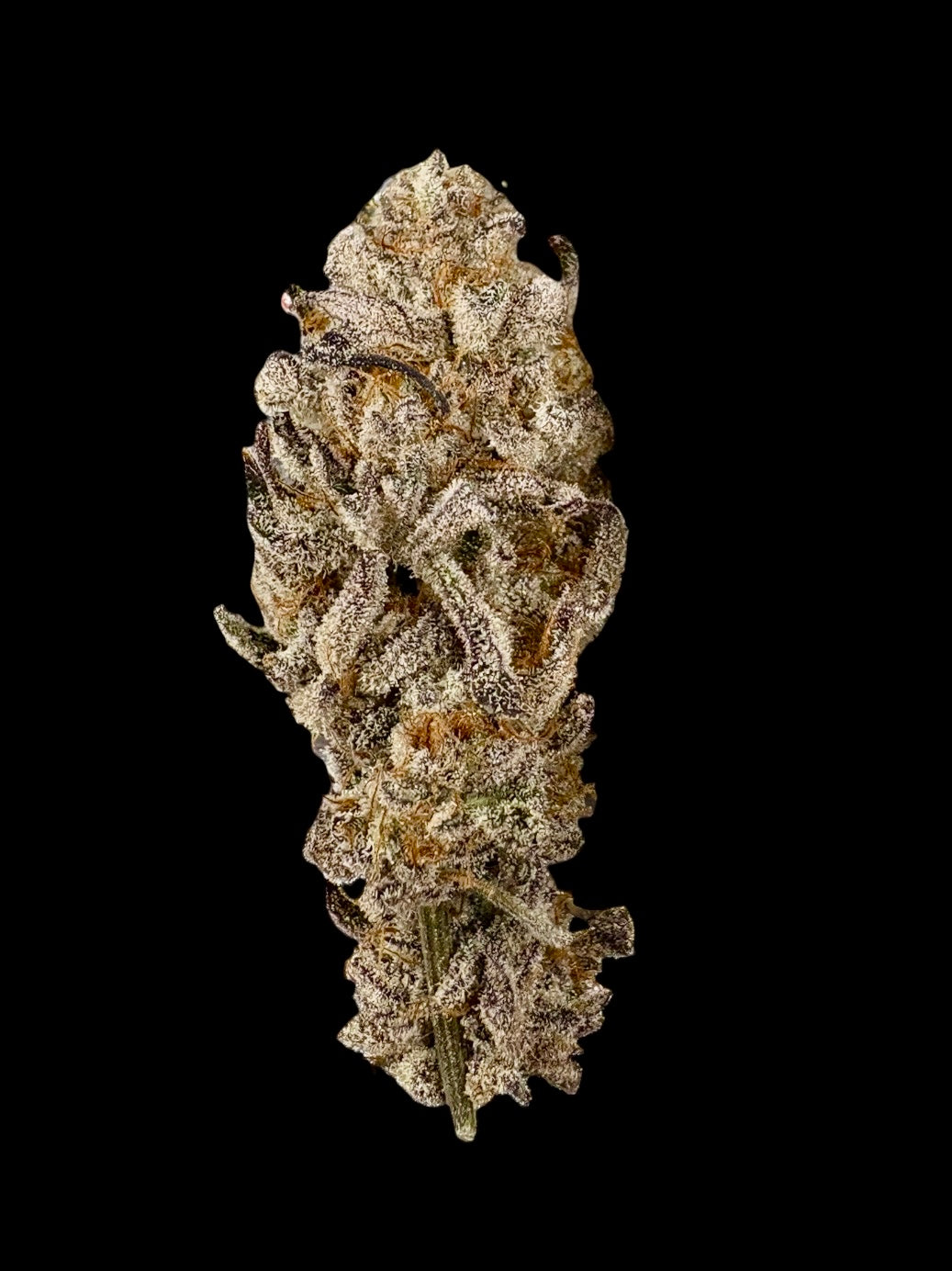 Elite-Truffle Queen
