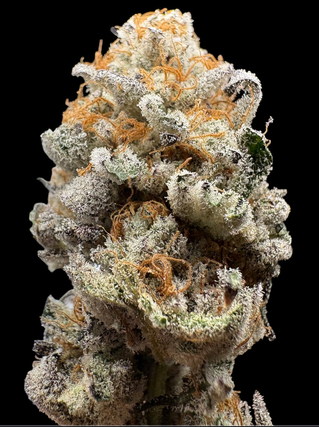 Elite-Platinum Chimera Breath